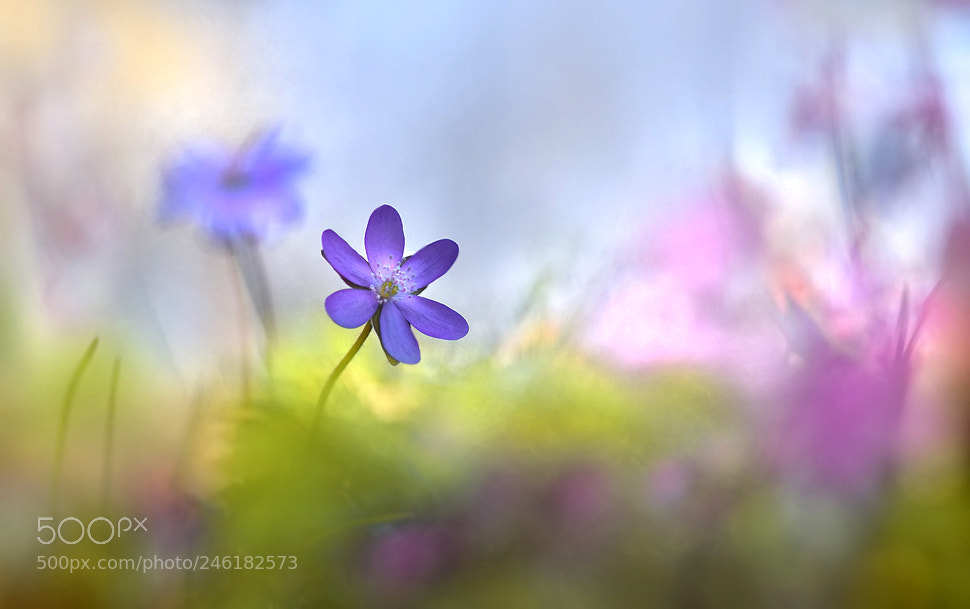 Nikon D7200 sample photo. Spring photography