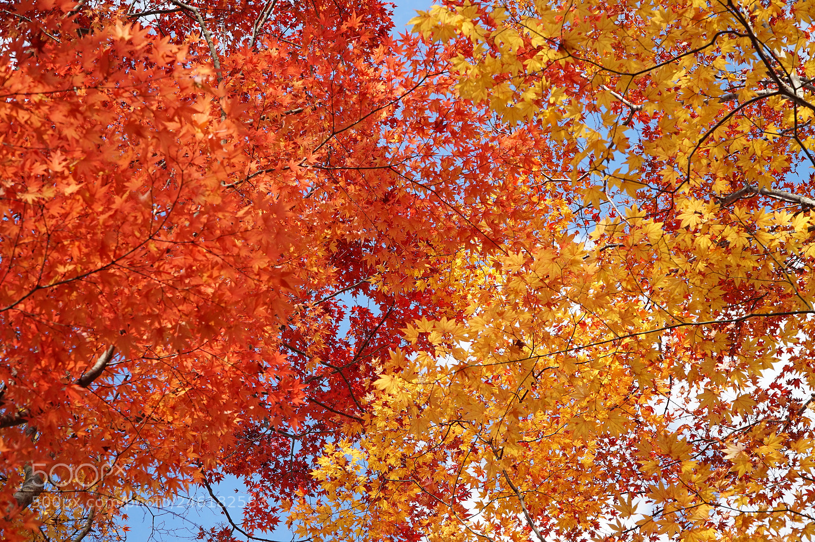 Sony Alpha a5000 (ILCE 5000) sample photo. Fall colors photography