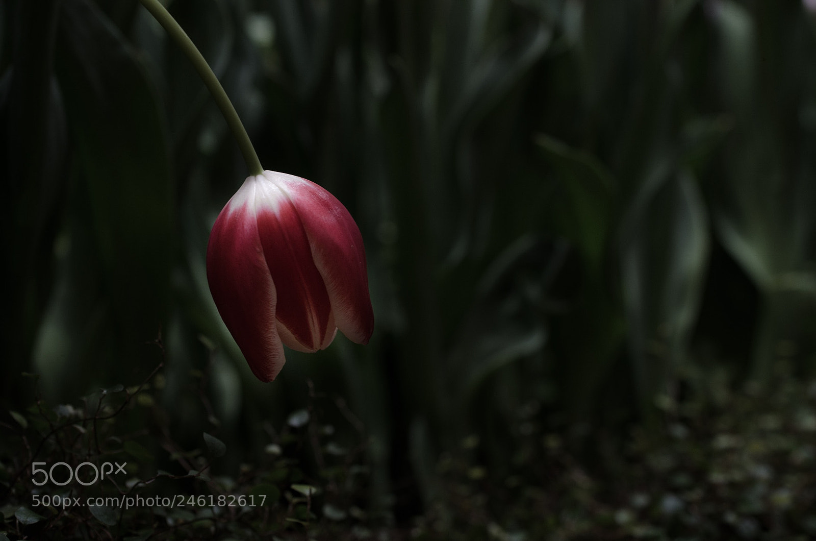 Nikon D5100 sample photo. Untitled photography