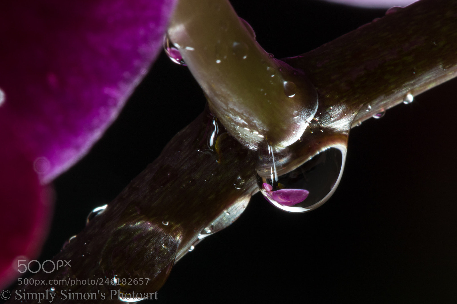 Canon EOS 7D Mark II sample photo. Purple orchid photography