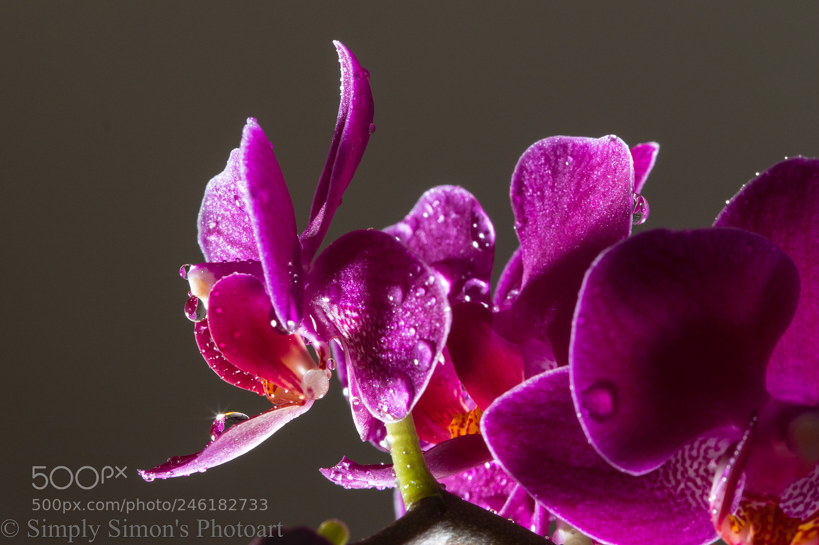Canon EOS 7D Mark II sample photo. Purple orchid photography