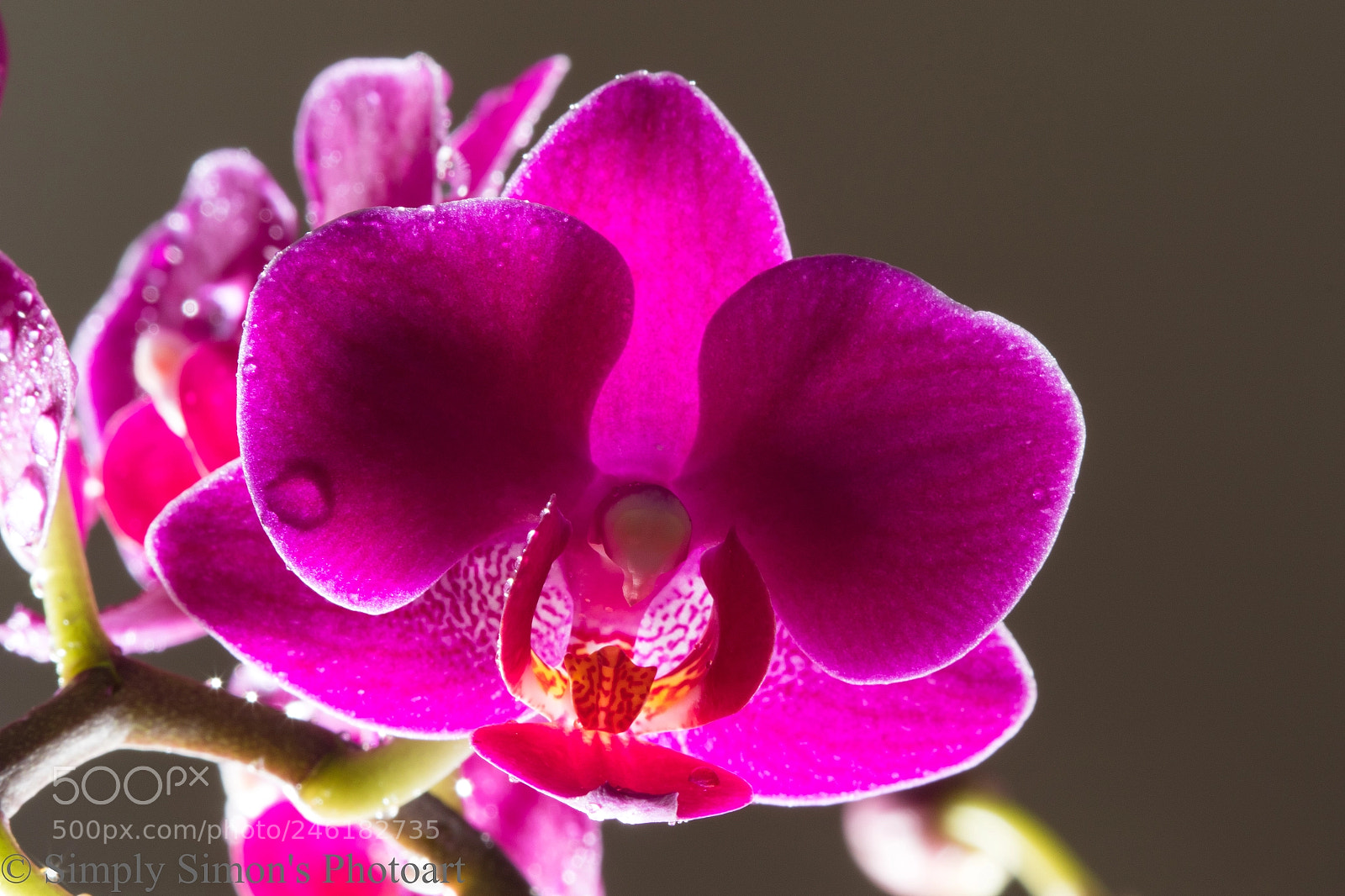 Canon EOS 7D Mark II sample photo. Purple orchid photography
