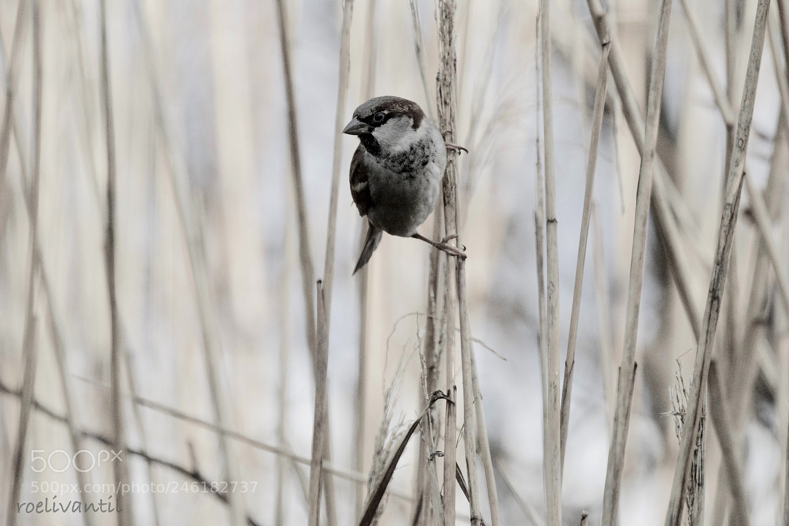 Nikon D500 sample photo. On the out-look in photography