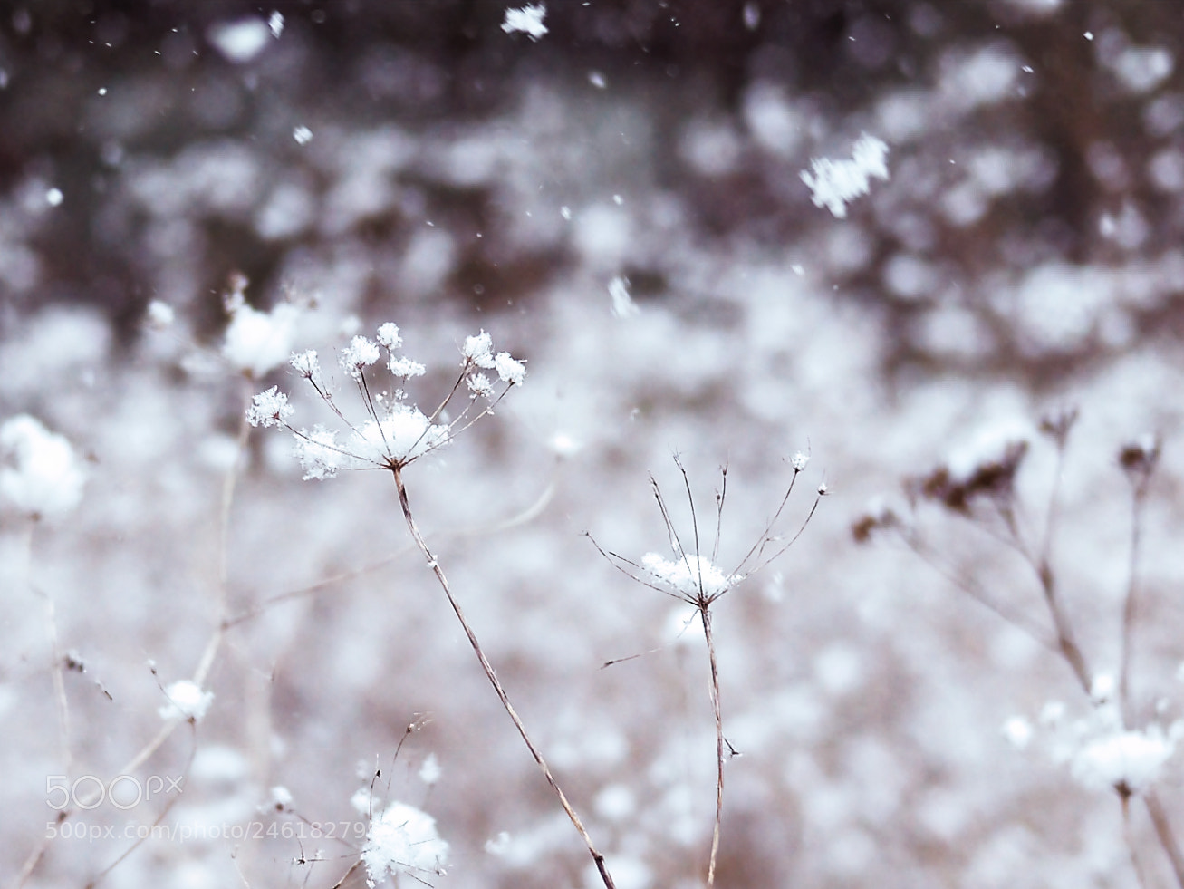 Panasonic Lumix DMC-GF1 sample photo. Neige ou coton ? photography