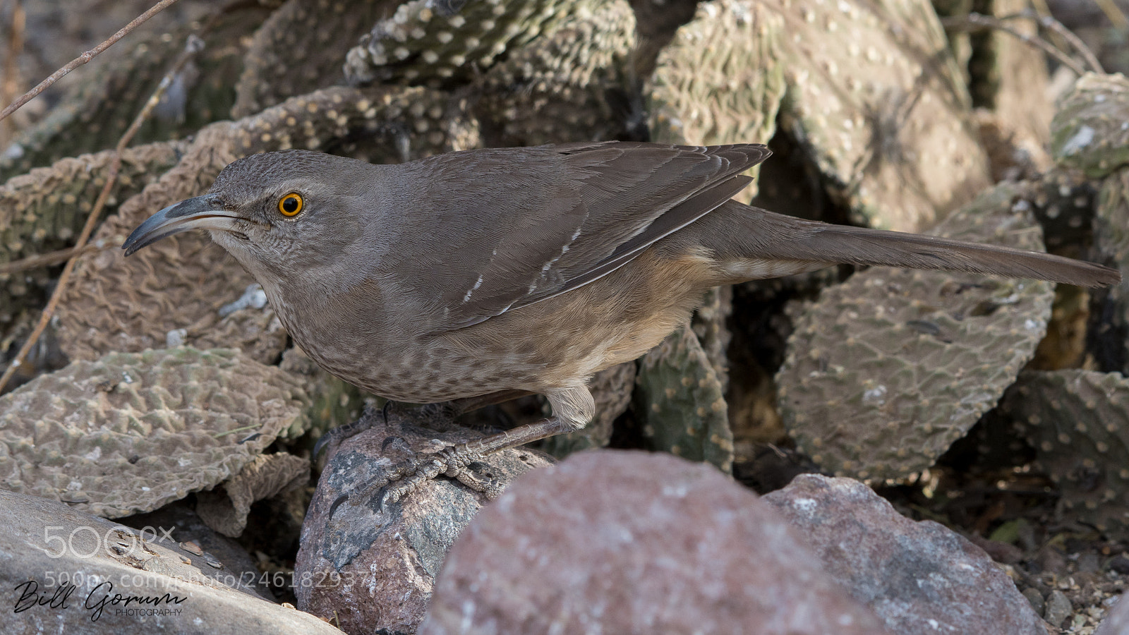 Nikon D500 sample photo. Curve-billed thrasher photography