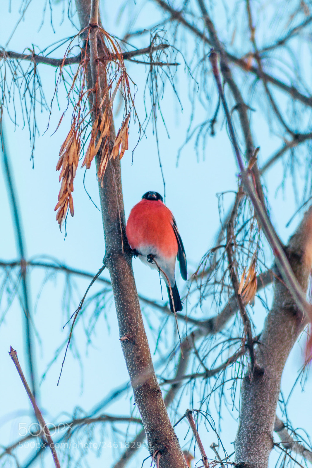 Canon EOS 450D (EOS Rebel XSi / EOS Kiss X2) sample photo. Bullfinch photography