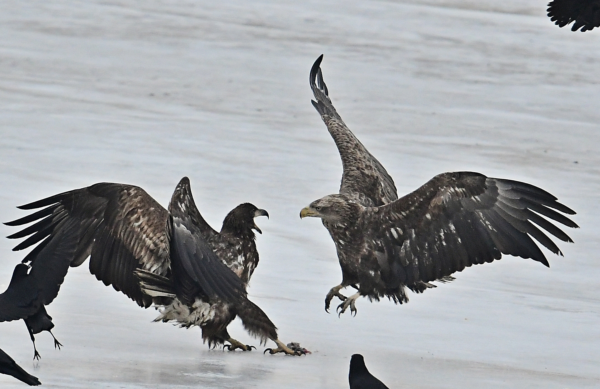 Nikon D500 sample photo. White tailed sea eagle photography