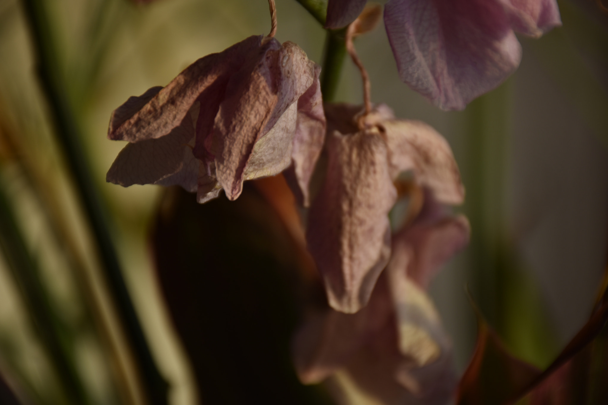 Nikon D3400 sample photo. Dried flower ... photography