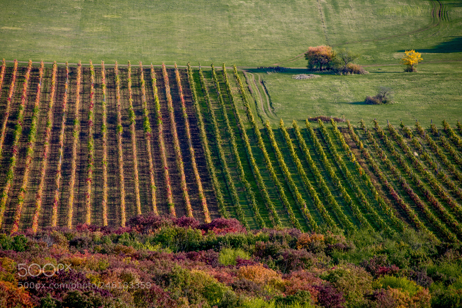 Nikon D610 sample photo. Vineyard at autumn photography