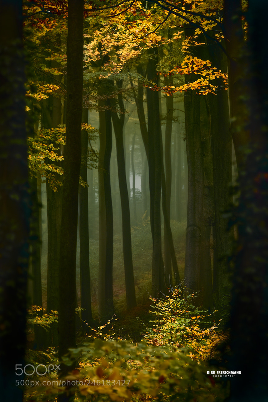 Nikon D810 sample photo. Baumberge, herbstmorgen photography