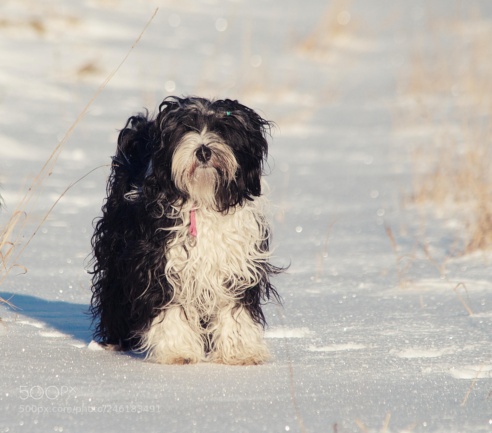 Nikon D5100 sample photo. Snow dreams photography