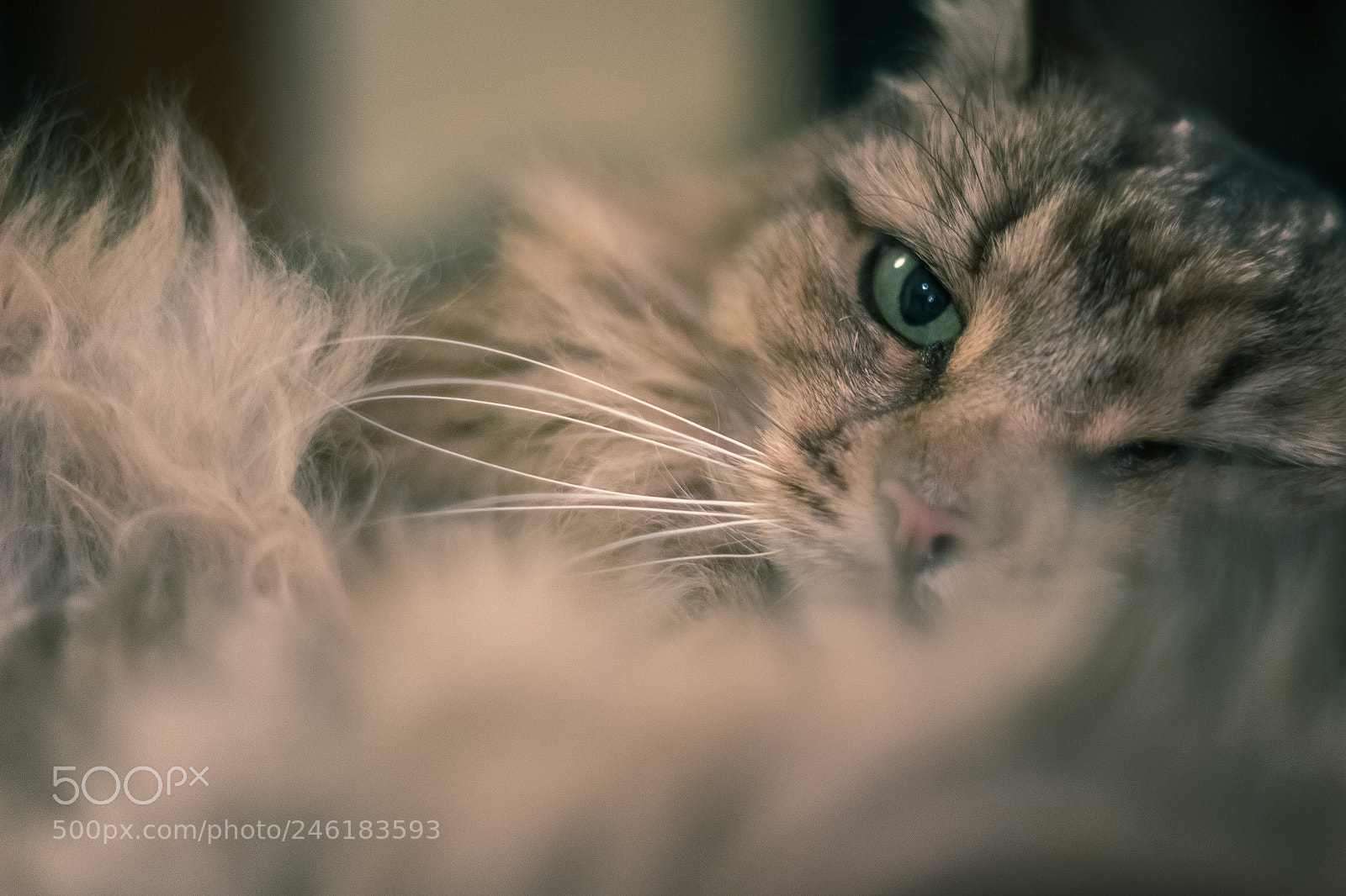 Canon EOS 600D (Rebel EOS T3i / EOS Kiss X5) sample photo. Old cat photography