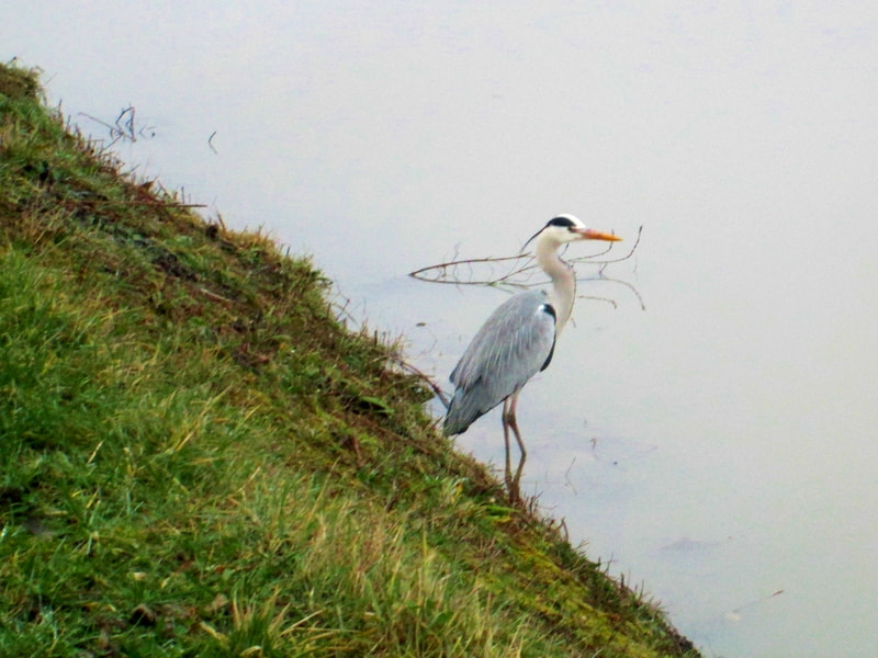 Canon PowerShot A1400 sample photo. Saint jean de braye loire canal () photography