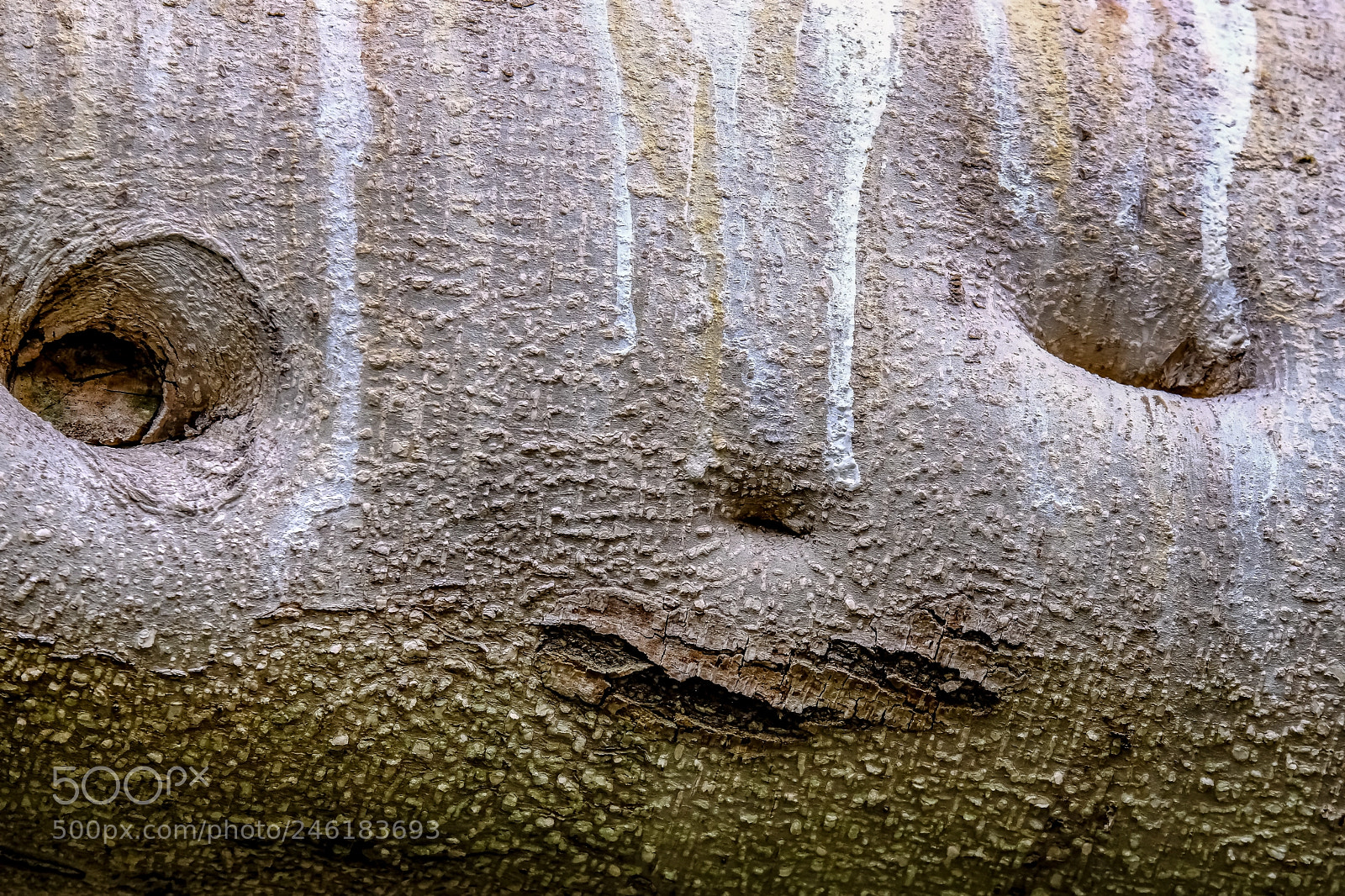 Fujifilm X-T2 sample photo. Smiling tree branch photography