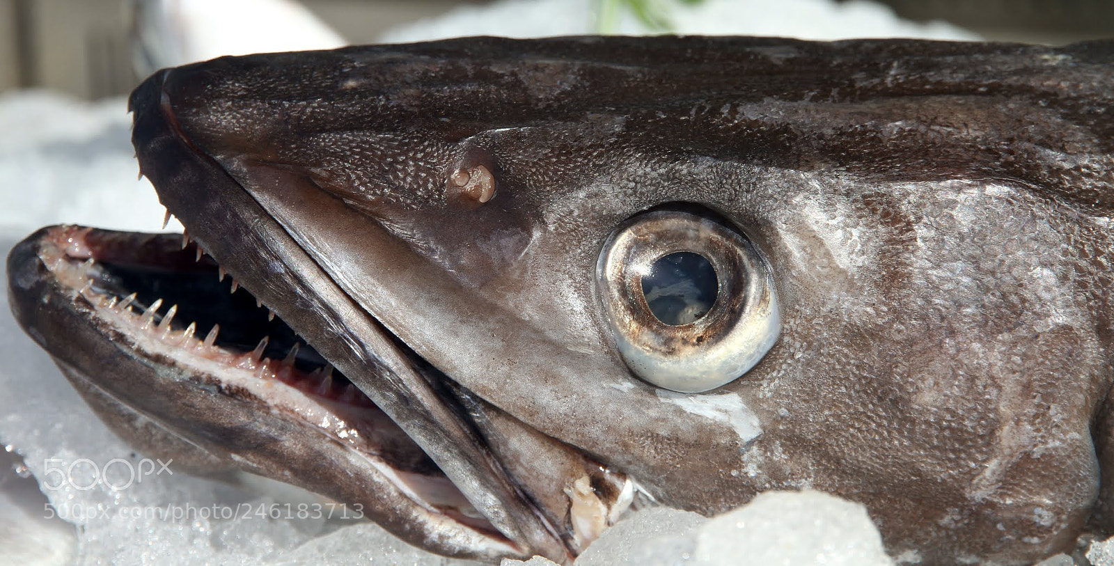 Canon EOS 7D sample photo. Fish photography