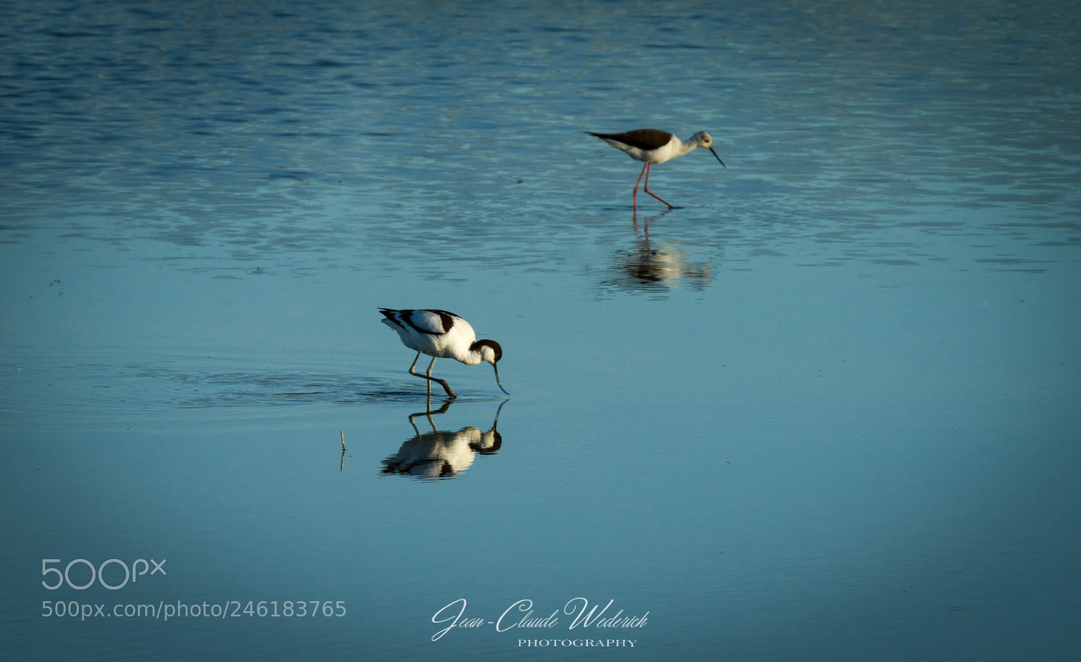 Canon EOS 7D sample photo. Avocet photography