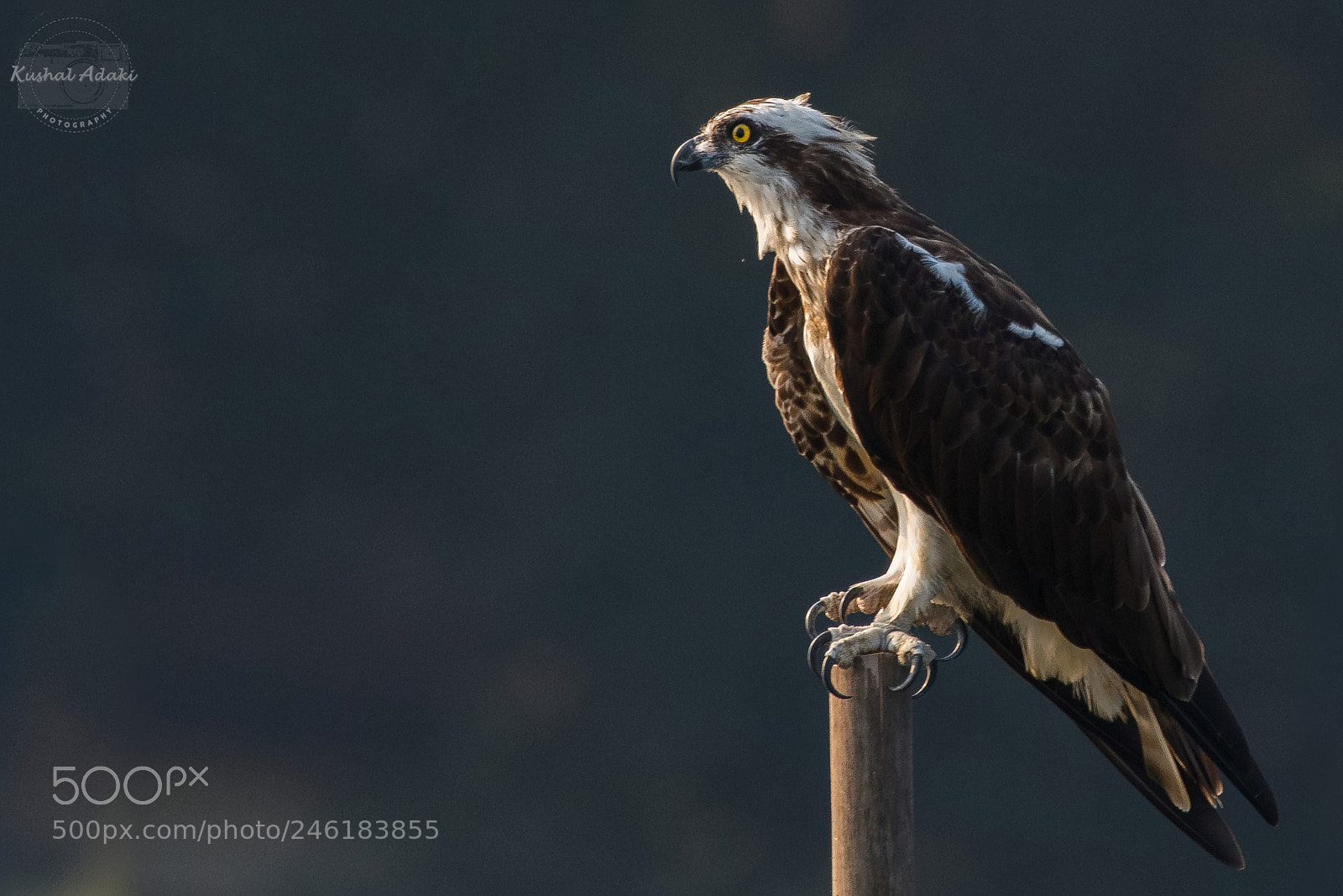 Nikon D500 sample photo. Osprey photography
