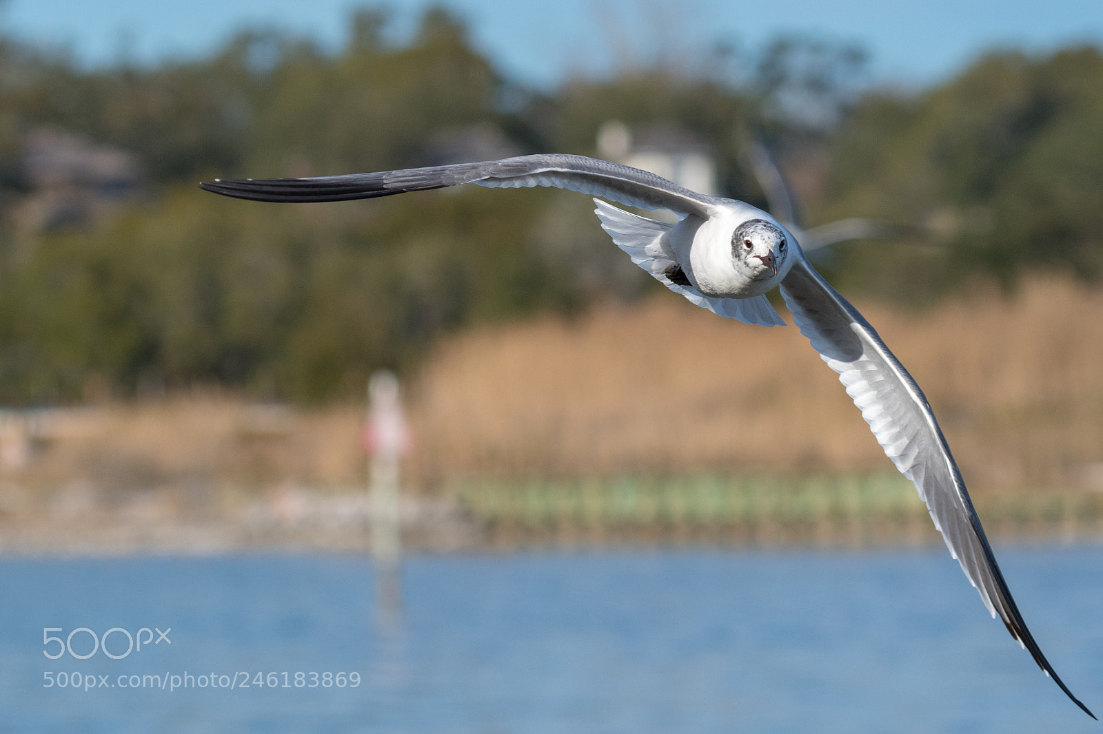 Nikon D500 sample photo. Seagull in flight photography