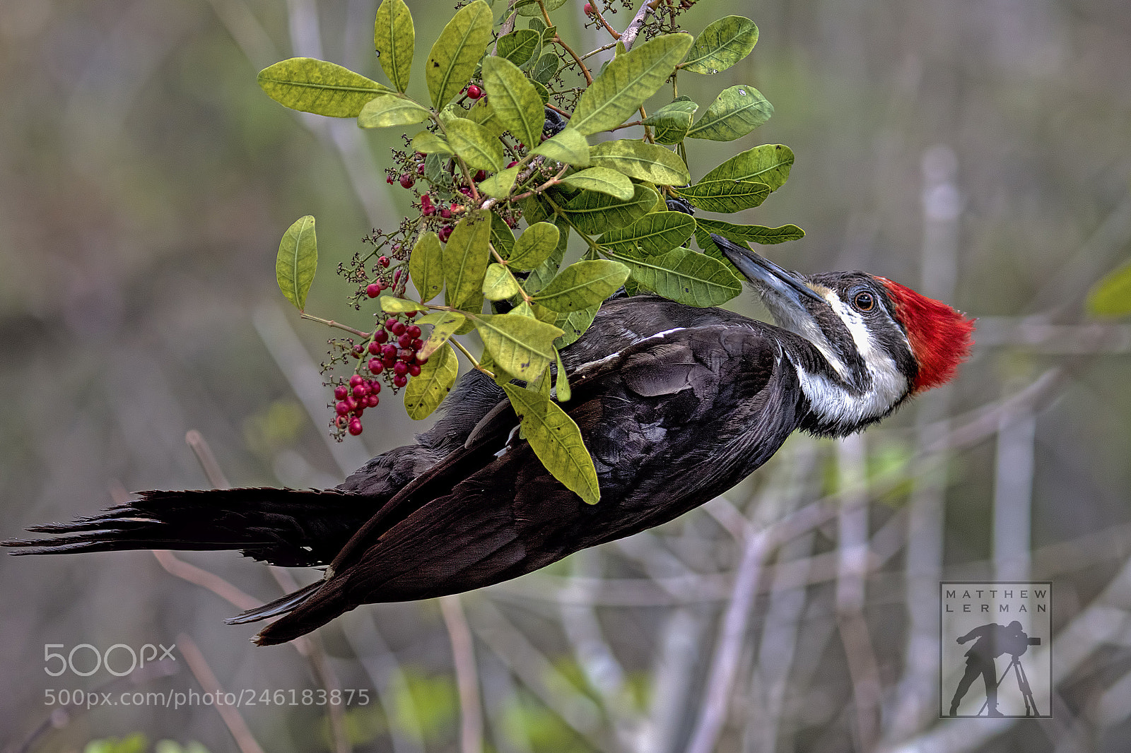 Nikon D810 sample photo. Pileated woodpecker photography