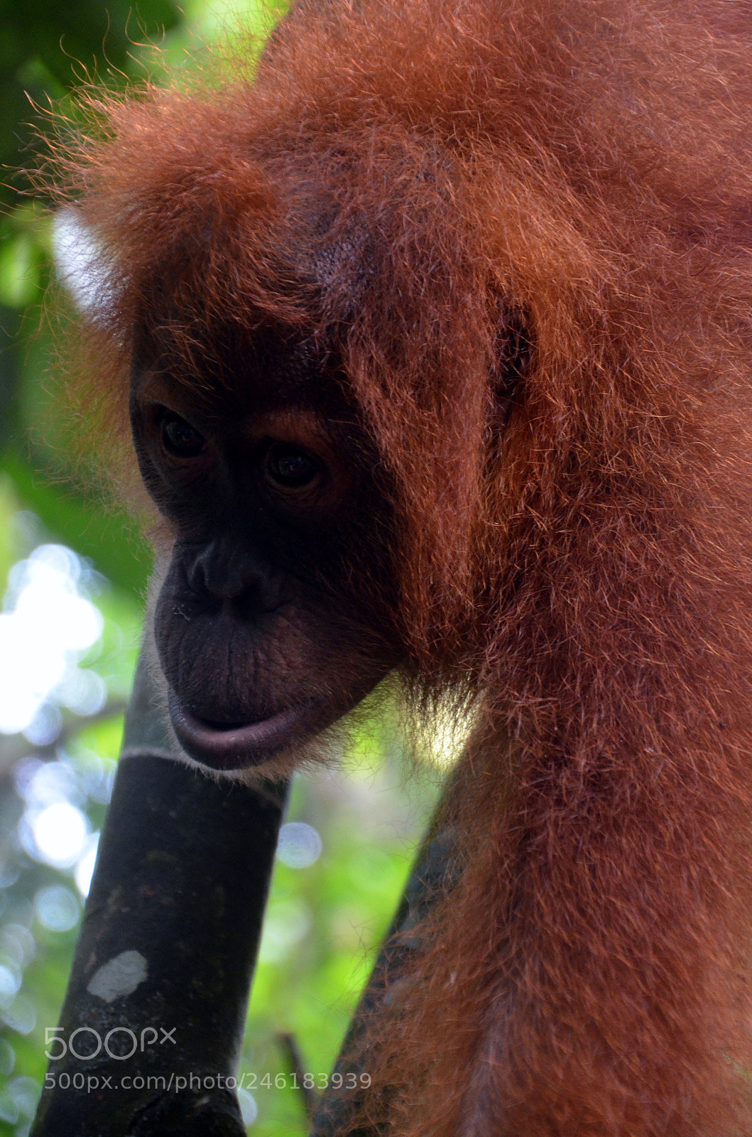 Nikon D5100 sample photo. Through the eyes photography