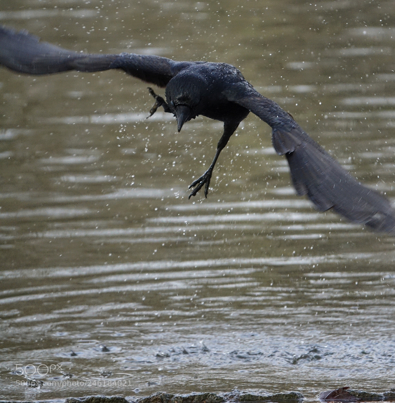 Sony Cyber-shot DSC-RX10 III sample photo. A landing... photography