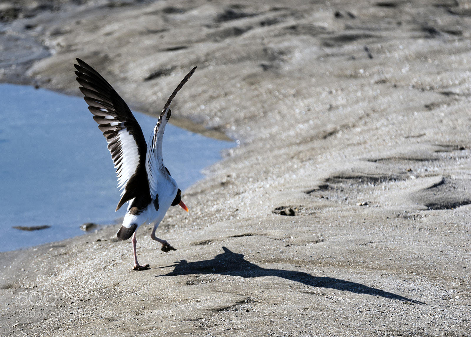 Nikon D750 sample photo. American oyster catcher photography