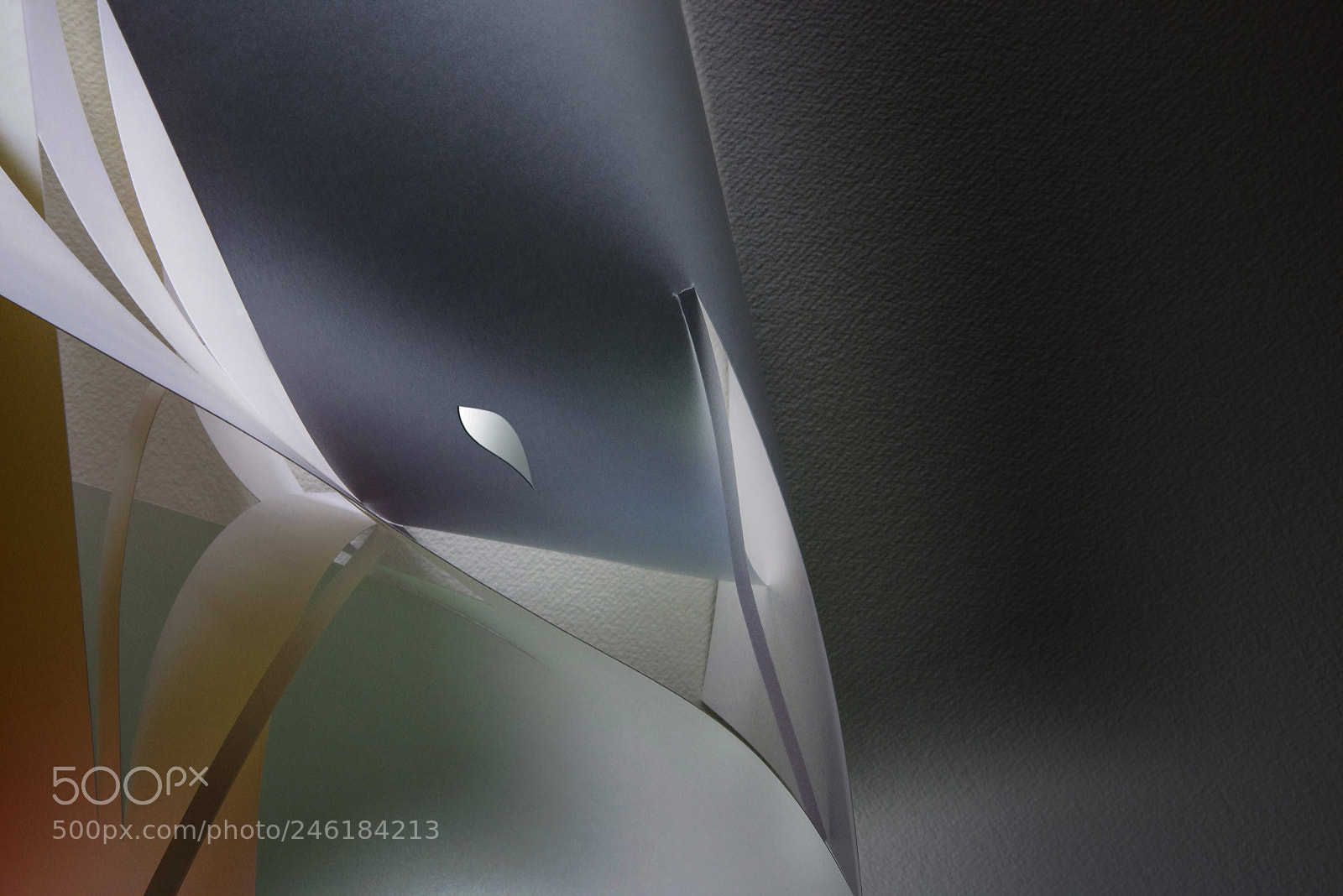 Nikon D810 sample photo. Bird of paradise photography
