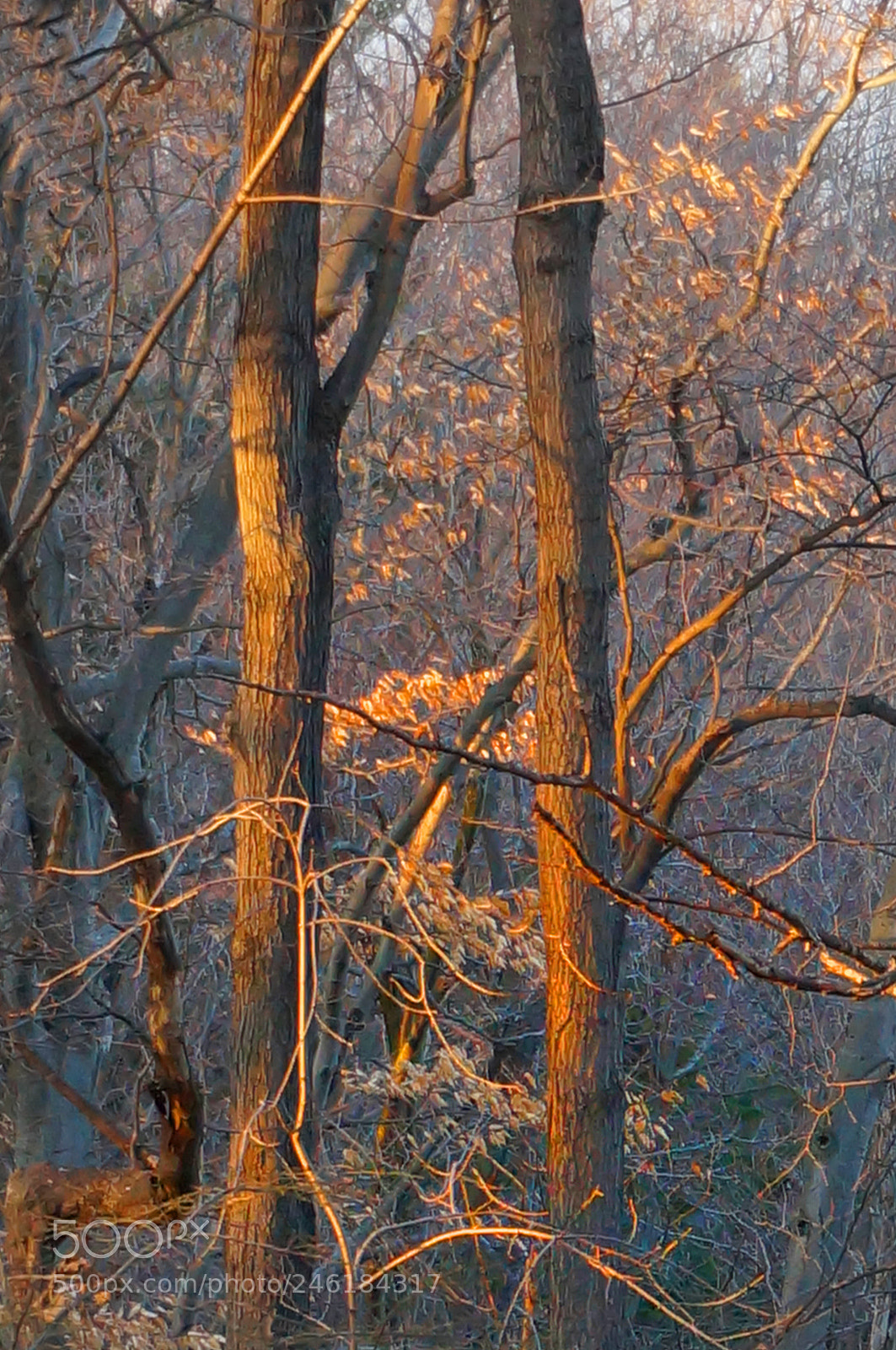 Sony Alpha NEX-6 sample photo. The beauty of trees 1 photography