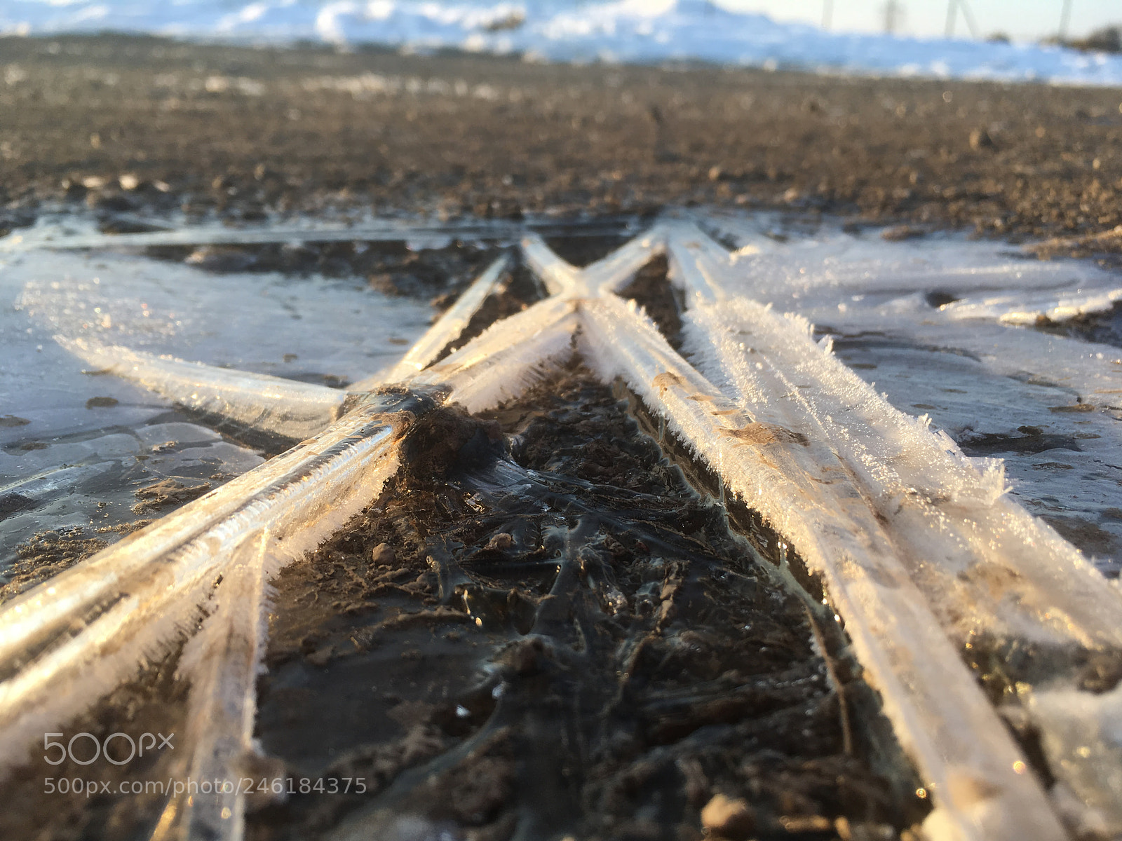 Apple iPhone SE sample photo. Frozen nature art photography