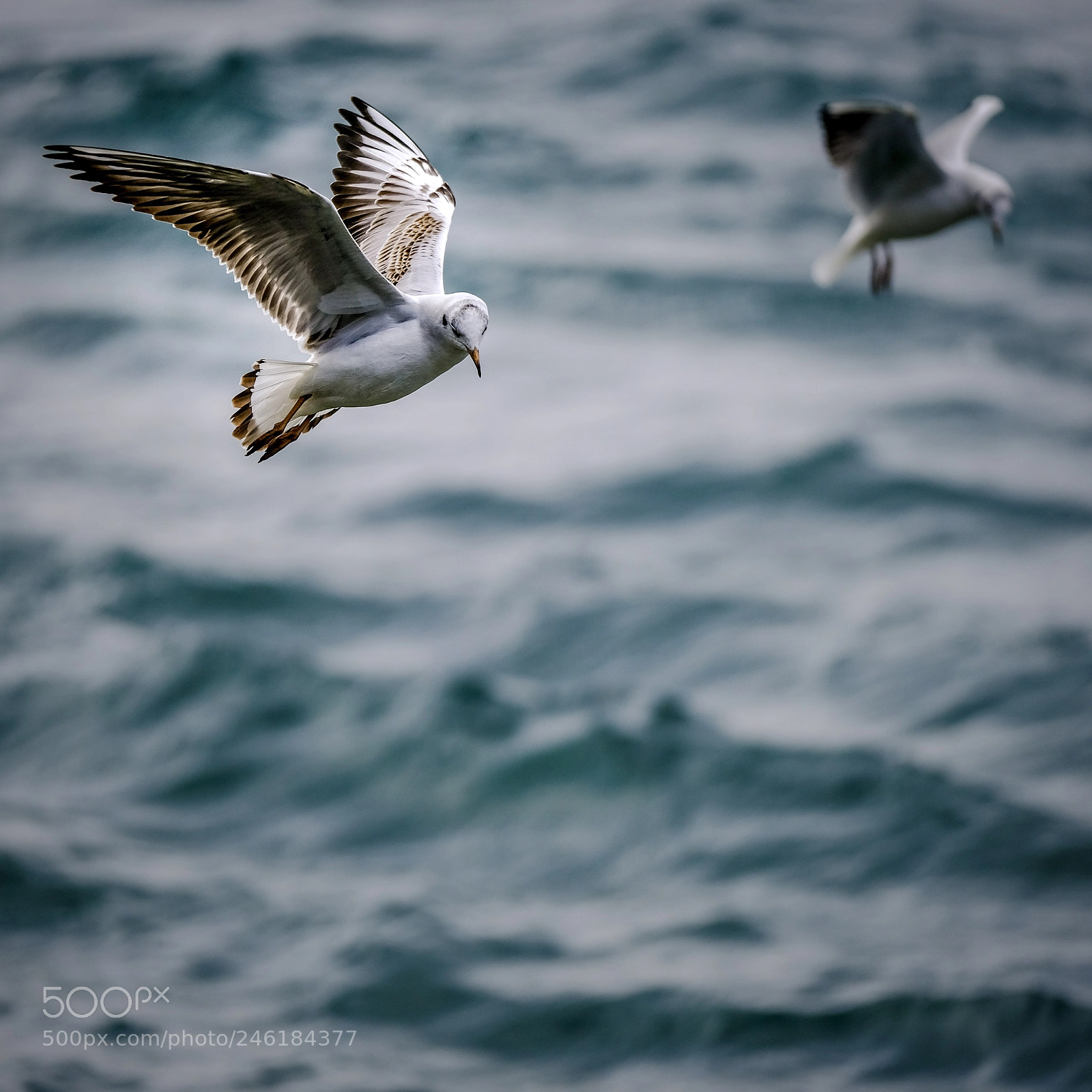 Fujifilm X-T20 sample photo. A hungry seagull photography