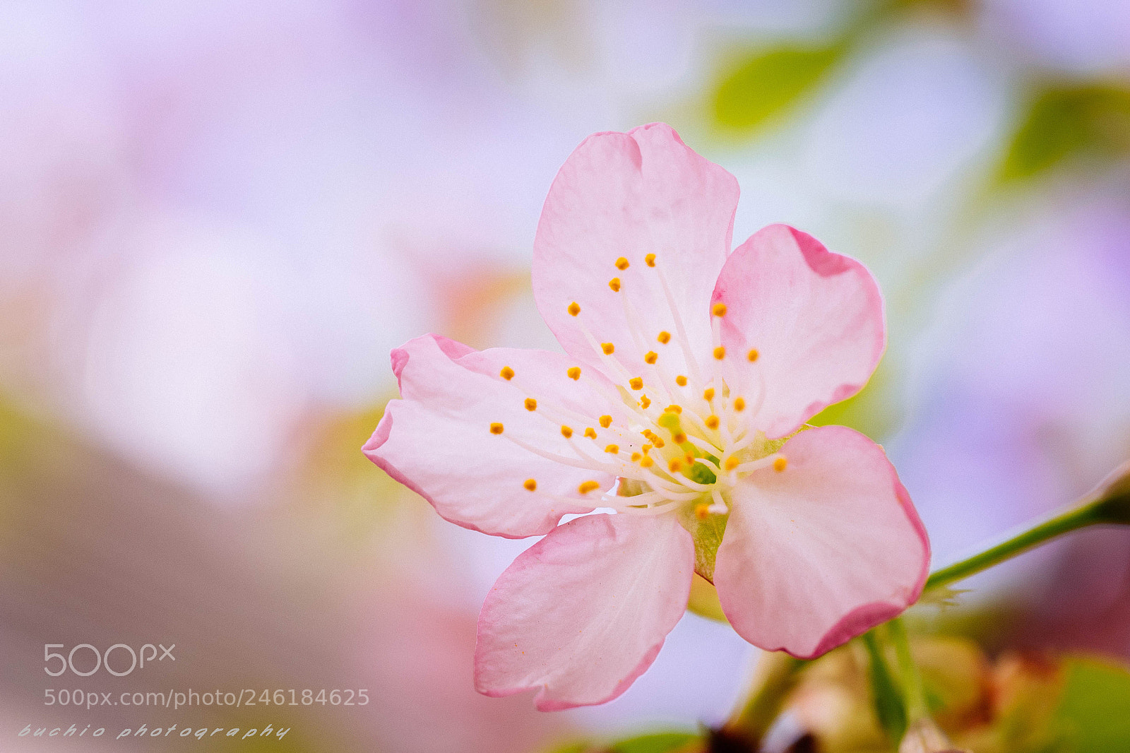 Olympus OM-D E-M1 sample photo. Kawazu cherry tree photography