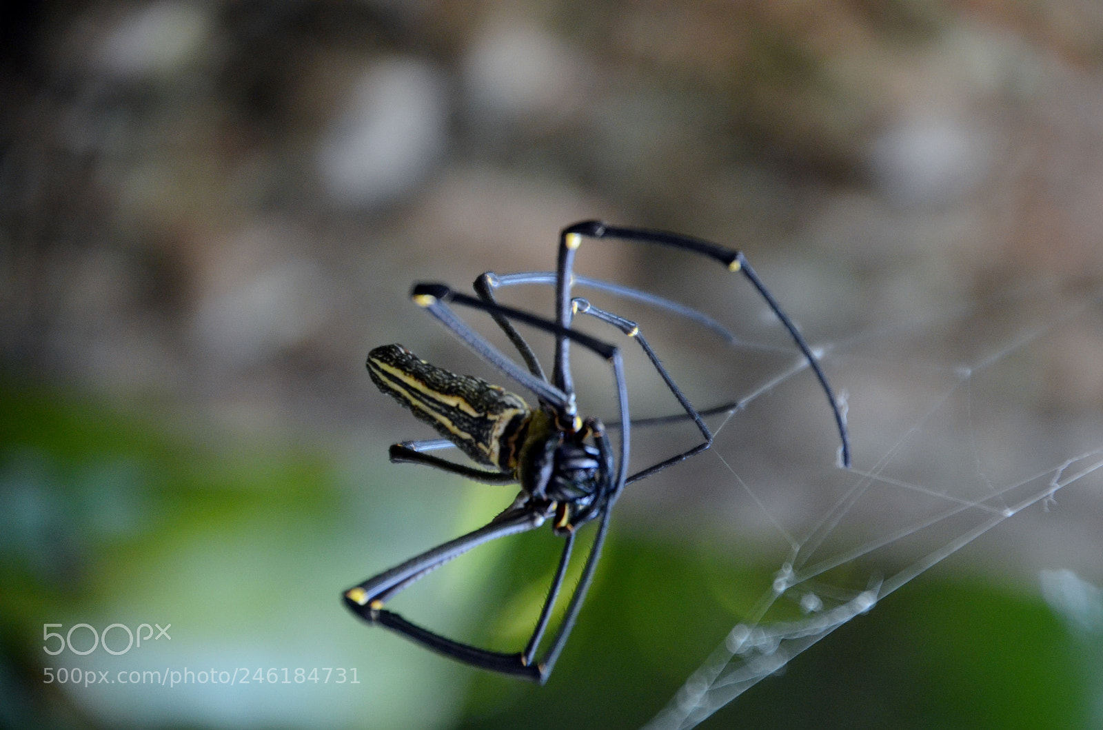 Nikon D5100 sample photo. Spider photography