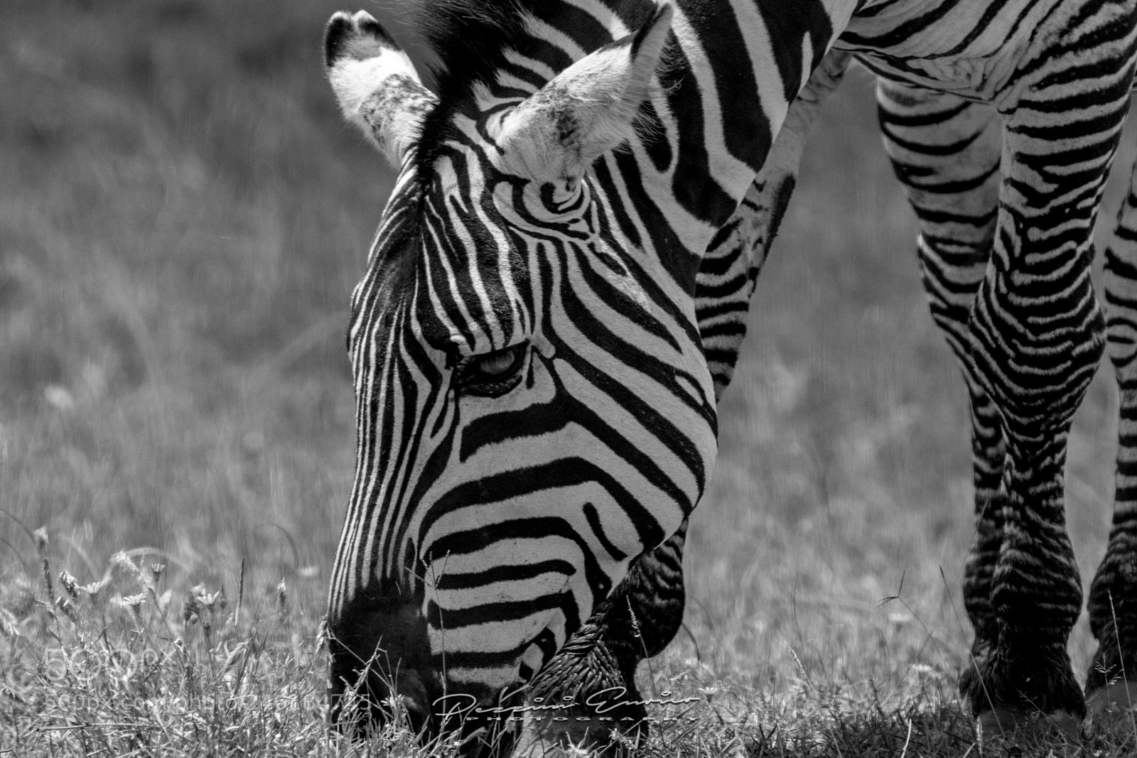 Nikon D3100 sample photo. Zebra photography