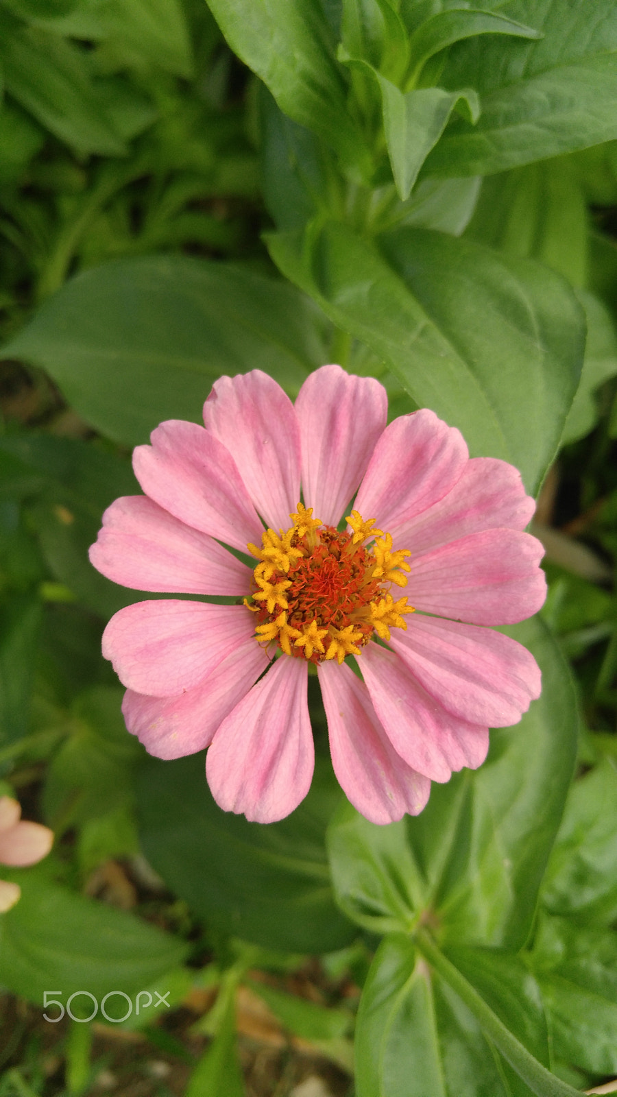 LG V10 sample photo. Pink flowers photography