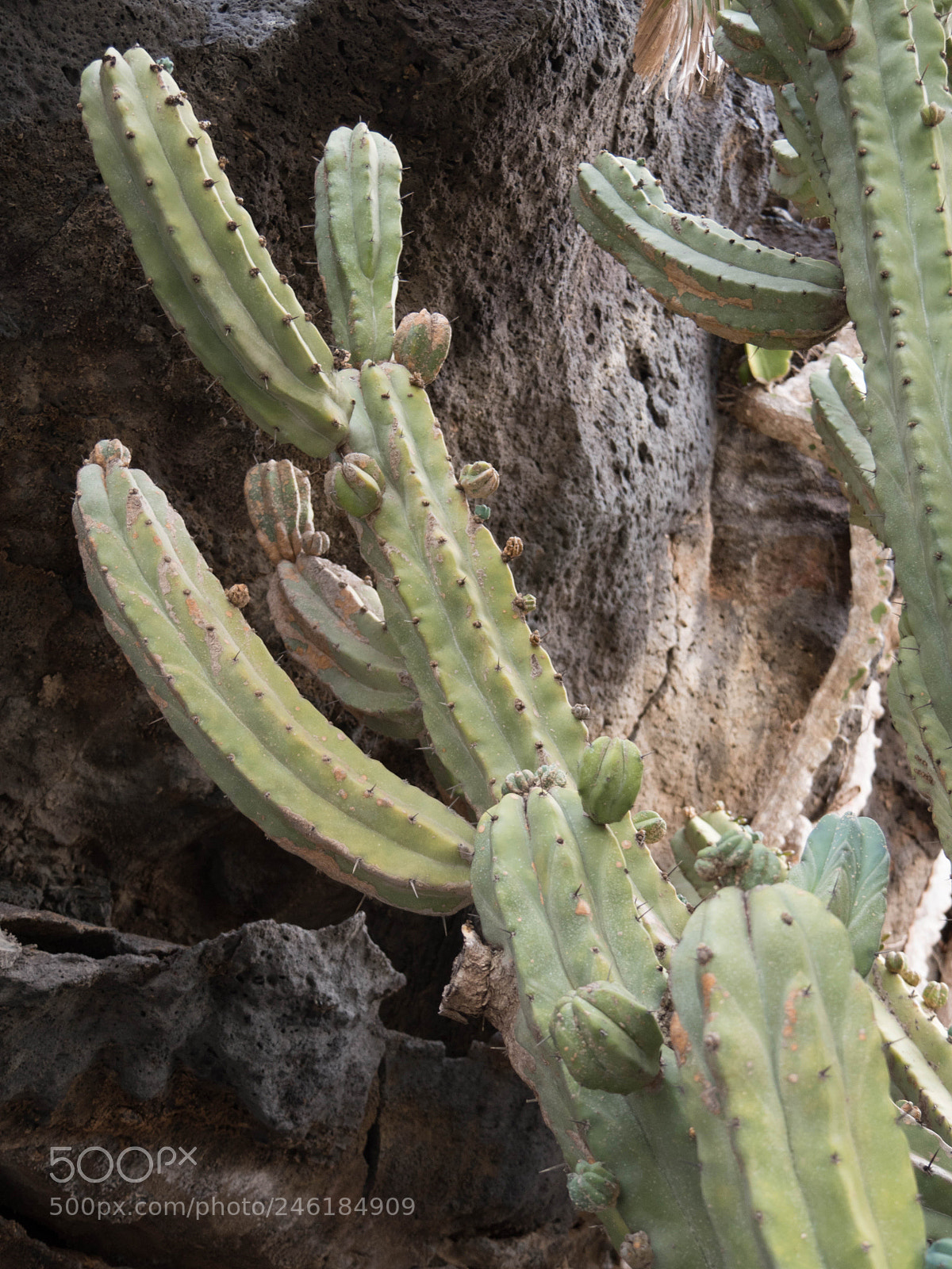 Panasonic Lumix DMC-GX8 sample photo. -1702_lanzarote237237.jpg photography