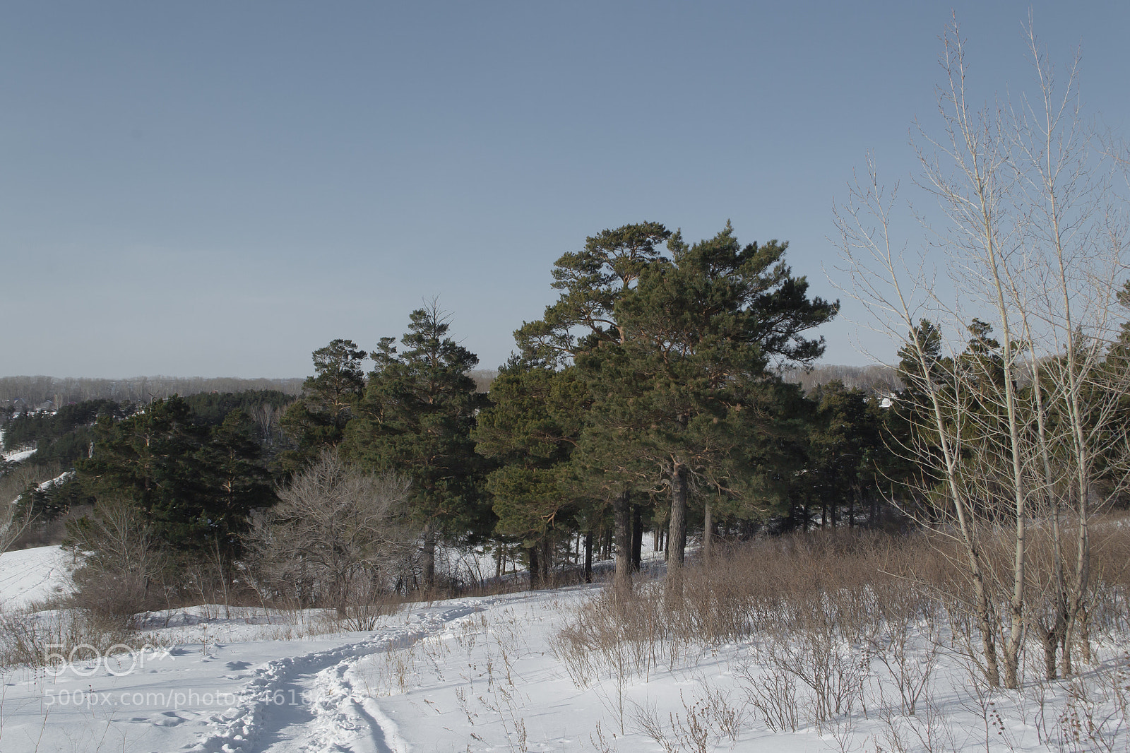 Nikon D3100 sample photo. Pines photography