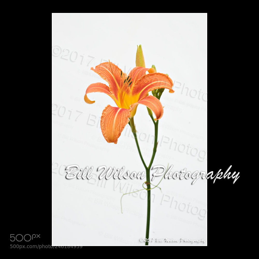 Nikon D3 sample photo. Lily photography