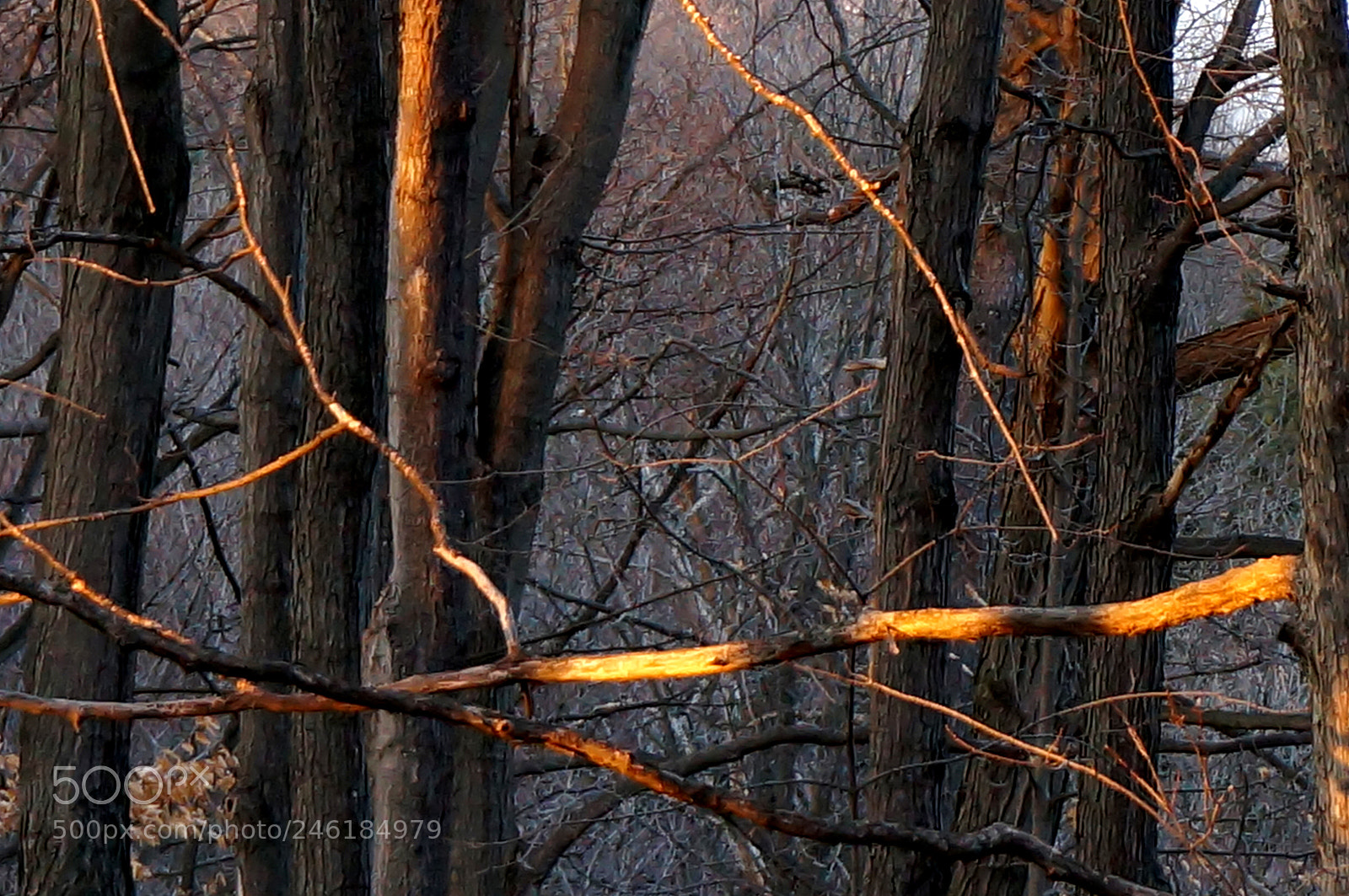 Sony Alpha NEX-6 sample photo. The beauty of our photography