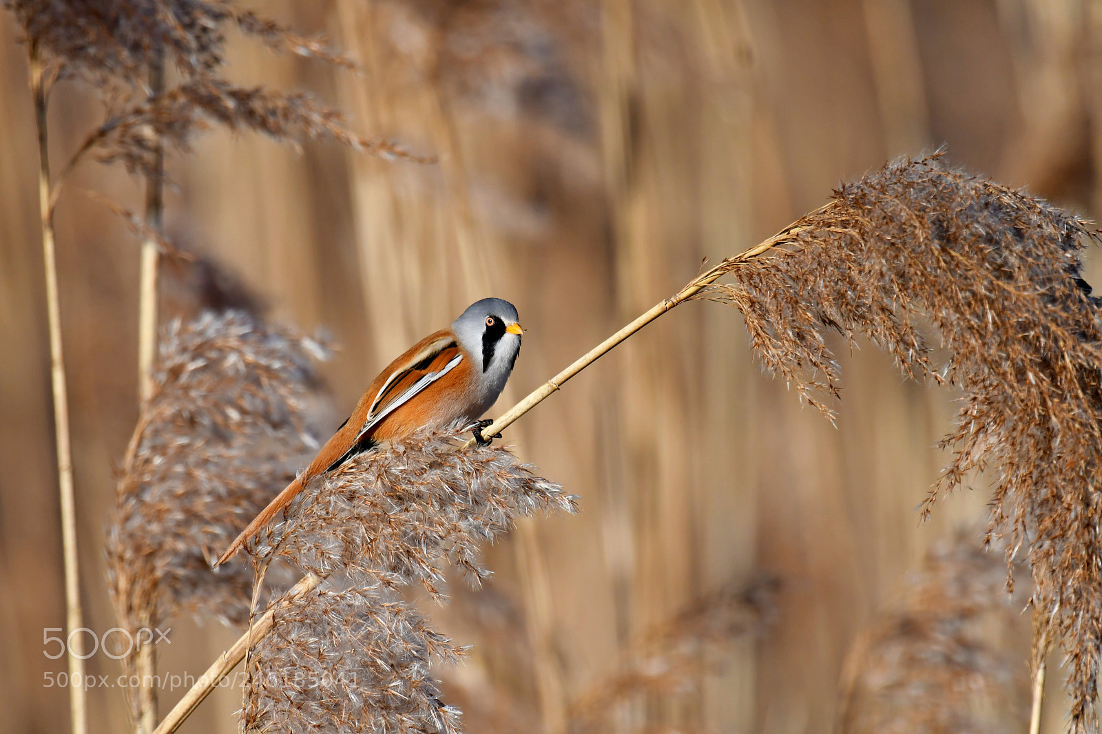 Nikon D500 sample photo. Bearded reedling male photography
