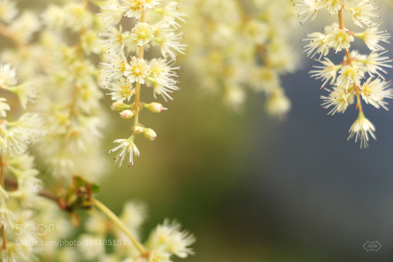 Canon EOS 700D (EOS Rebel T5i / EOS Kiss X7i) sample photo. * photography