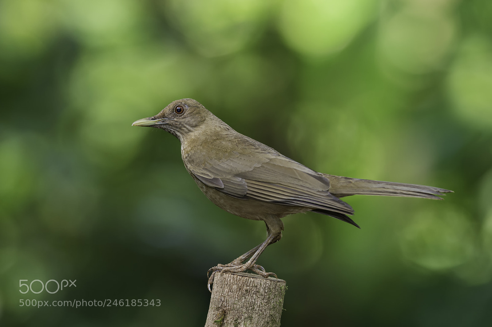 Nikon D4 sample photo. Bird of costa rica photography