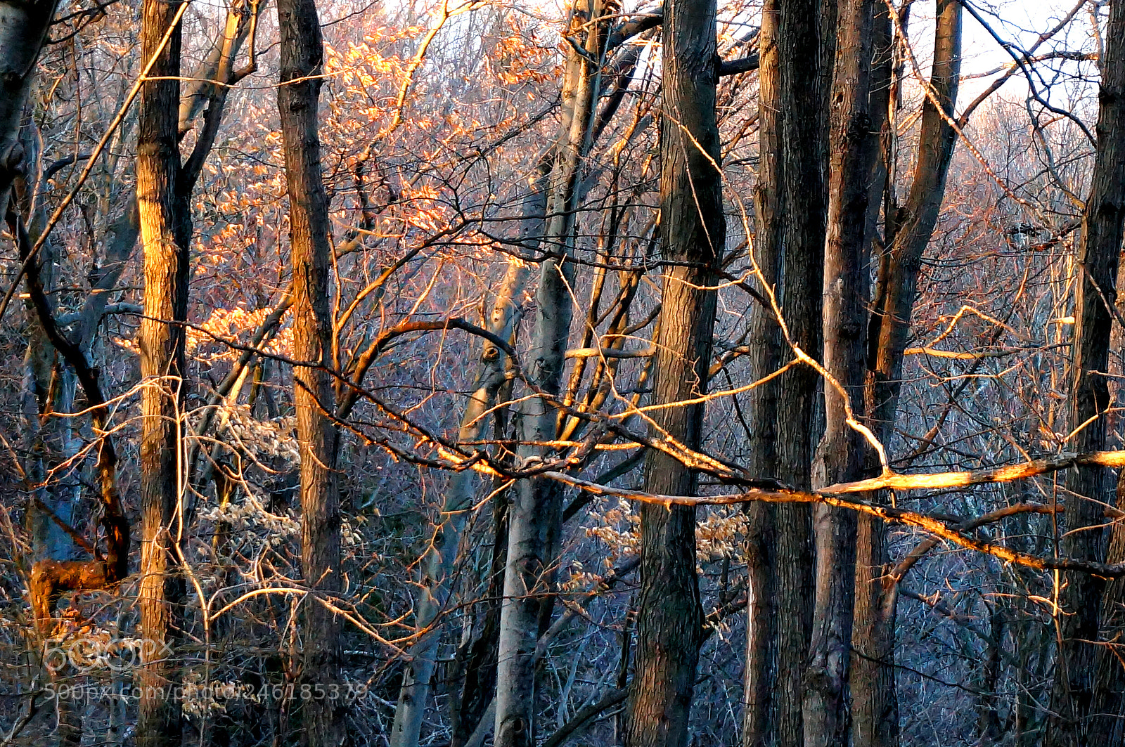Sony Alpha NEX-6 sample photo. The beauty of our photography