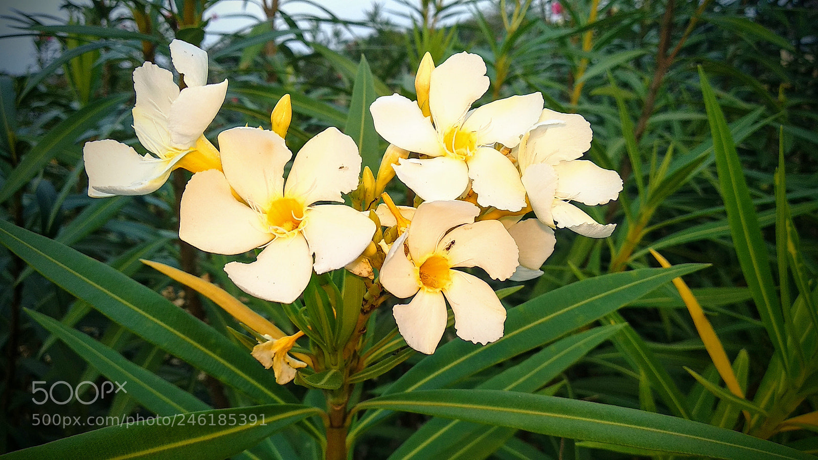 Xiaomi Mi A1 sample photo. Untitled photography