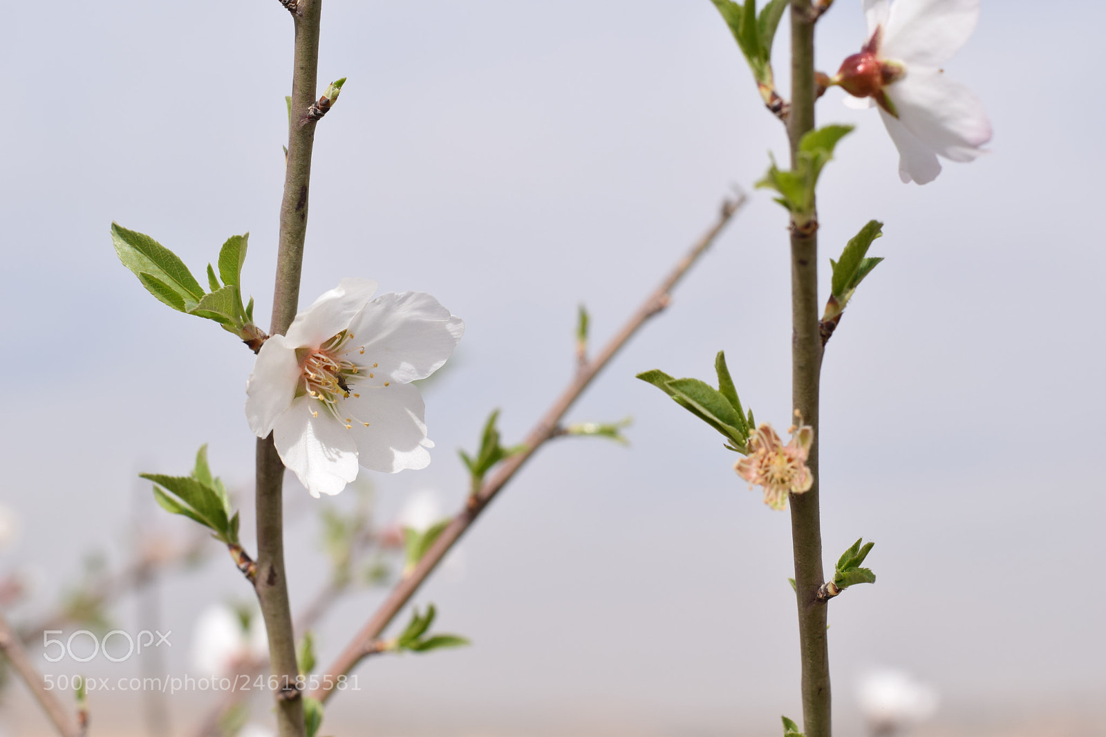 Nikon AF-S Nikkor 50mm F1.8G sample photo. Almond flower photography