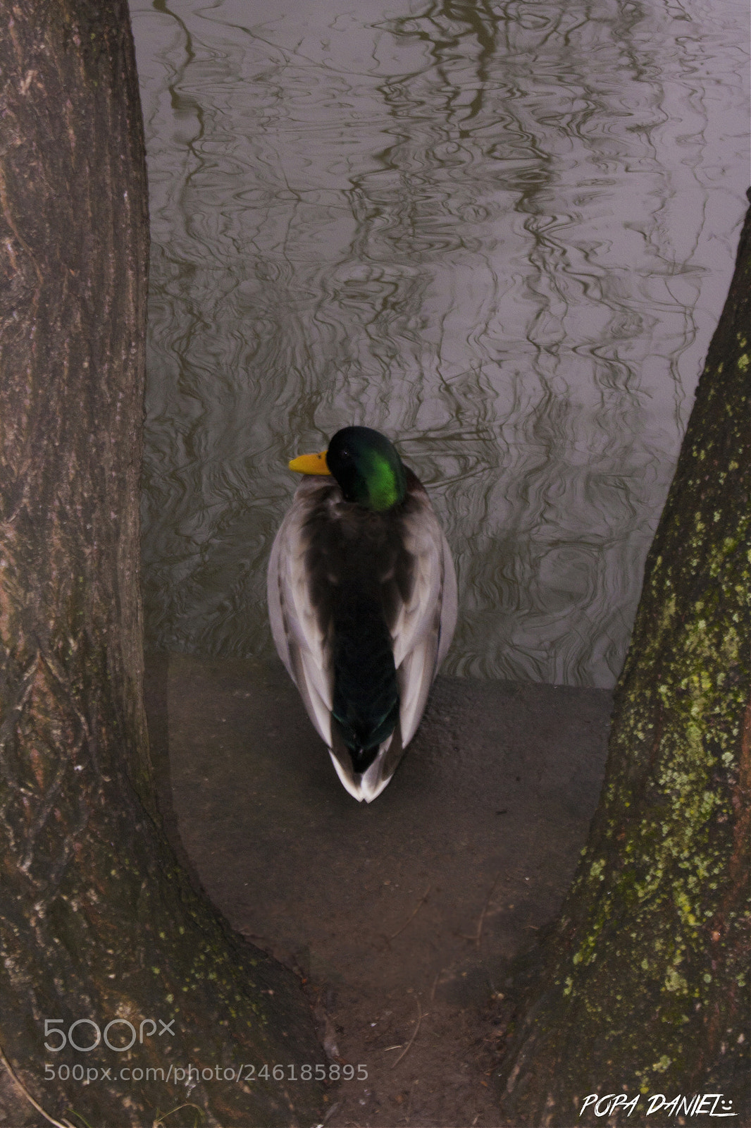 Canon EOS 1000D (EOS Digital Rebel XS / EOS Kiss F) sample photo. Duck photography