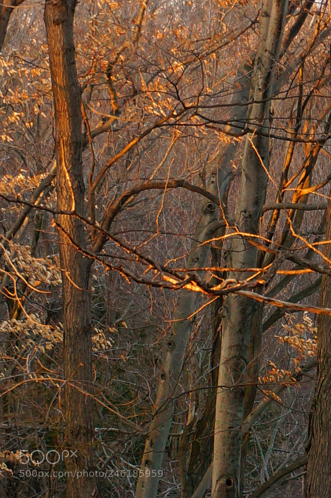 Sony Alpha NEX-6 sample photo. The beauty of our photography