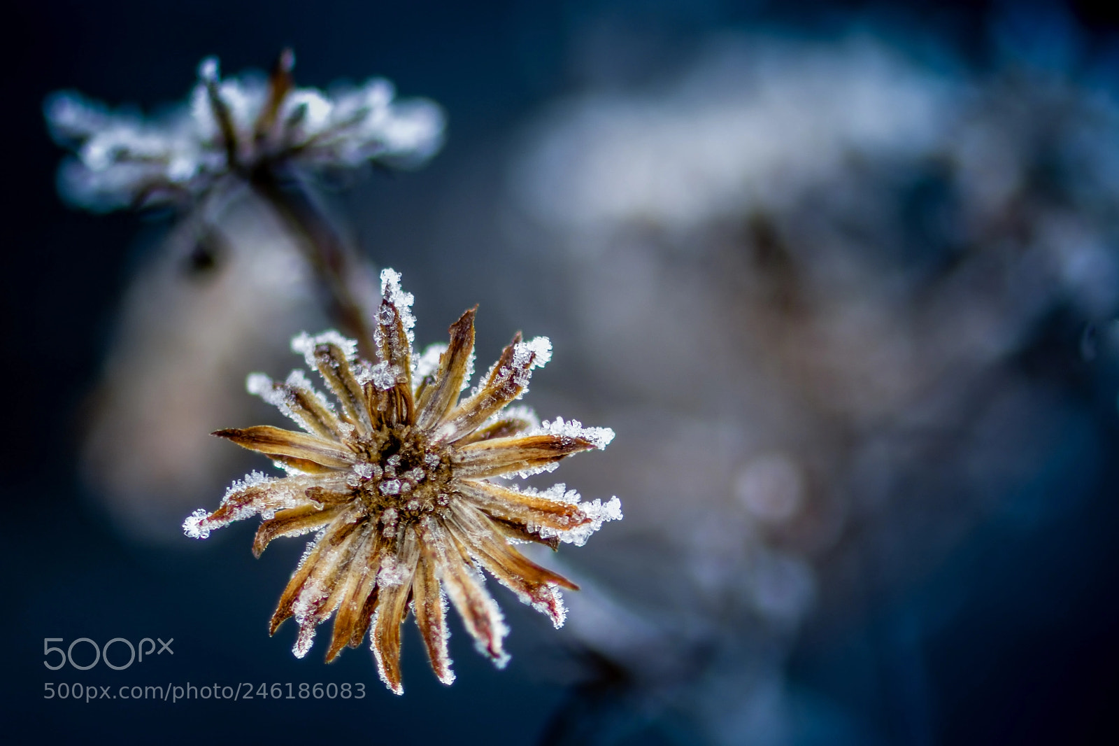 Nikon D7100 sample photo. Frosty star photography