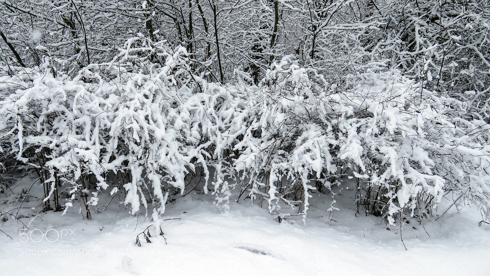 Canon PowerShot SX60 HS sample photo. Snow winter landscape photography