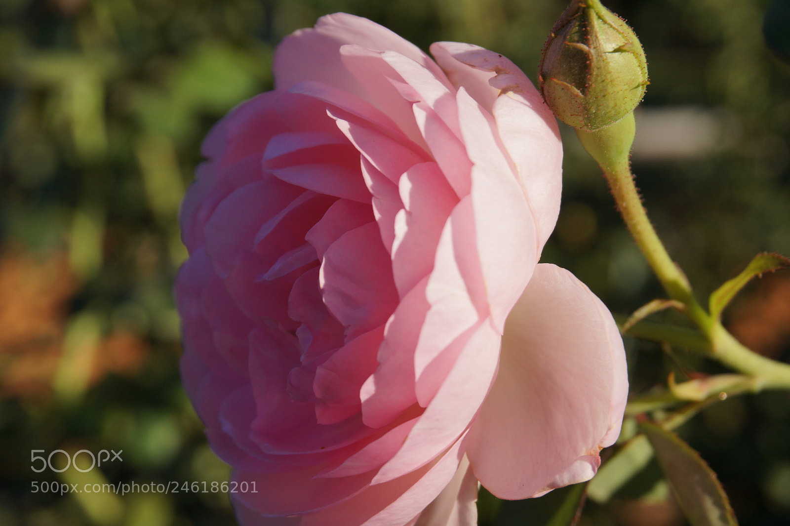 Sony Alpha a5000 (ILCE 5000) sample photo. Roses photography