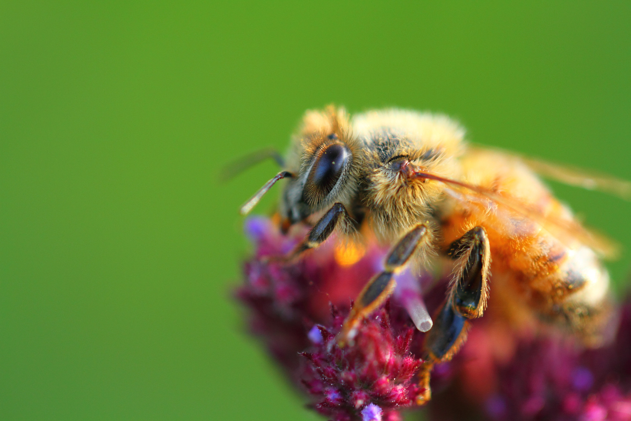 Canon EF 100mm F2.8L Macro IS USM sample photo. Sweet bee photography